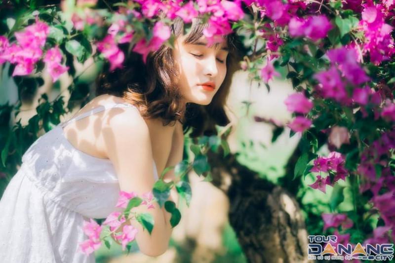 Giàn Hoa Giấy Đà Nẵng: Điểm Sống Ảo Thu Hút Giới Trẻ