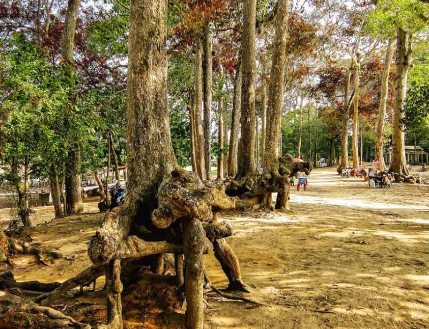 Ao Bà Om Trà Vinh: Huyền Thoại và Vẻ Đẹp