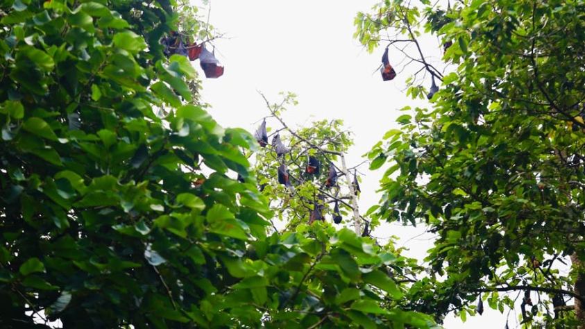 chua-doi-soc-trang-chua-ma-toc-3 Chùa Dơi Sóc Trăng: Kỳ quan giữa lòng Đồng bằng sông Cửu Long