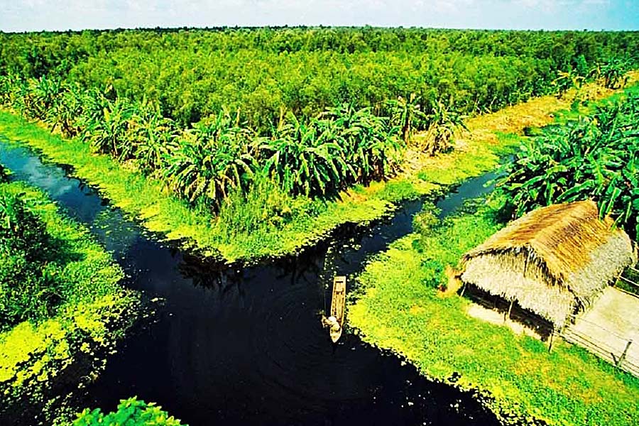 Sức Sống Mãnh Liệt của Rừng U Minh Cà Mau